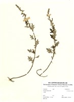 藏品(艾)的圖片